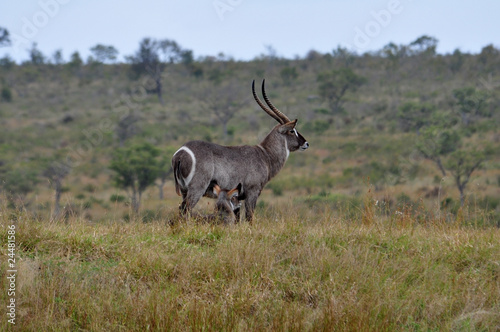 Waterbuck