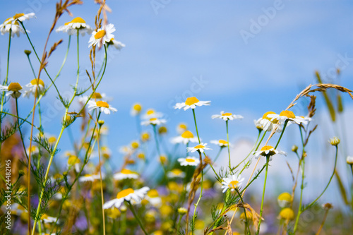 Field with daisies © Elena Blokhina