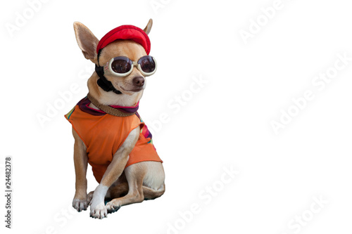 Cool chihuahua with cap and sunglasses