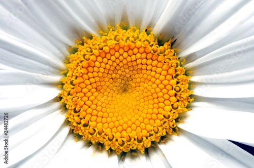 Coeur de marguerite