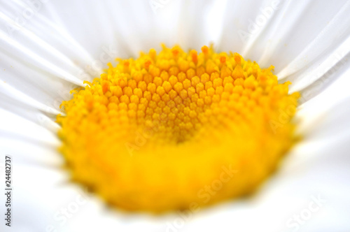 Marguerite