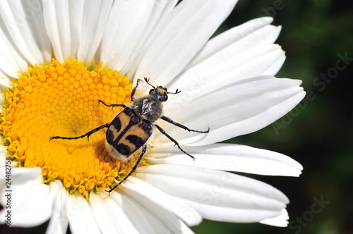 Punaise sur une marguerite