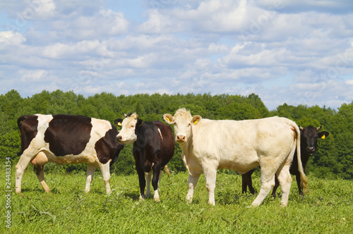 cows in the meadow