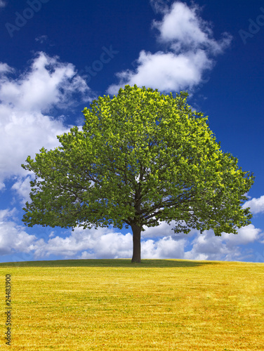 Fotografía Eiche, quercus