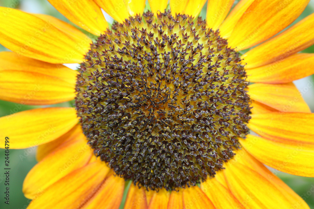 Obraz premium Closeup of beautiful yellow Sunflower petals