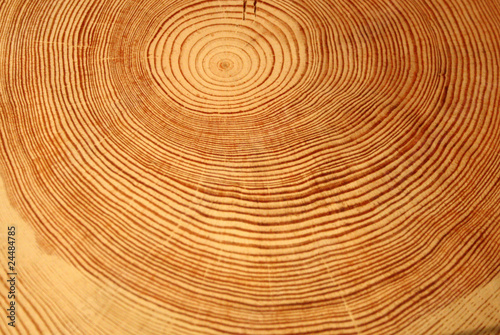 Year rings of a tree