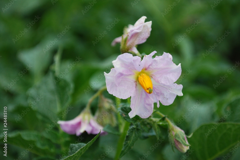 Kartoffelblüte Kartoffelblüte