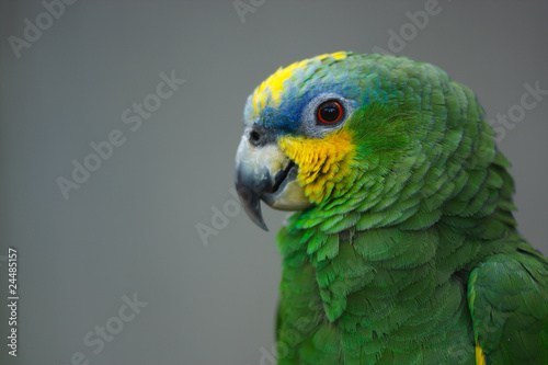 Amazone