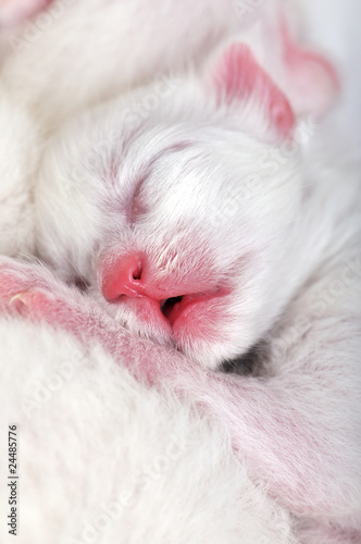 White kitten sleeps while breeding.