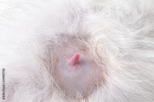 Nipple of young white mother cat.