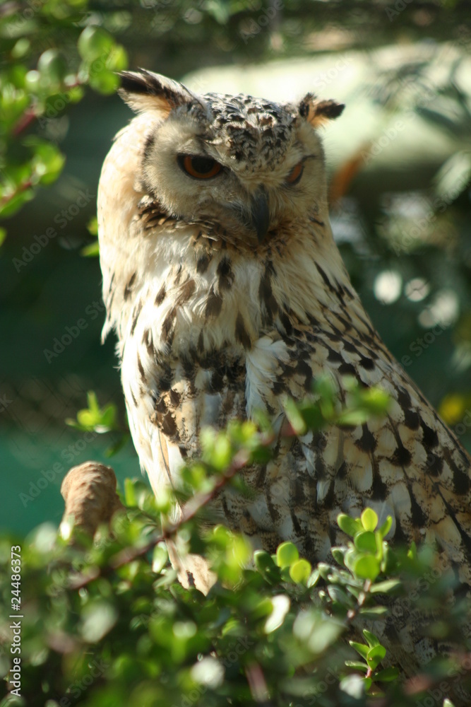 Obraz premium South Africa