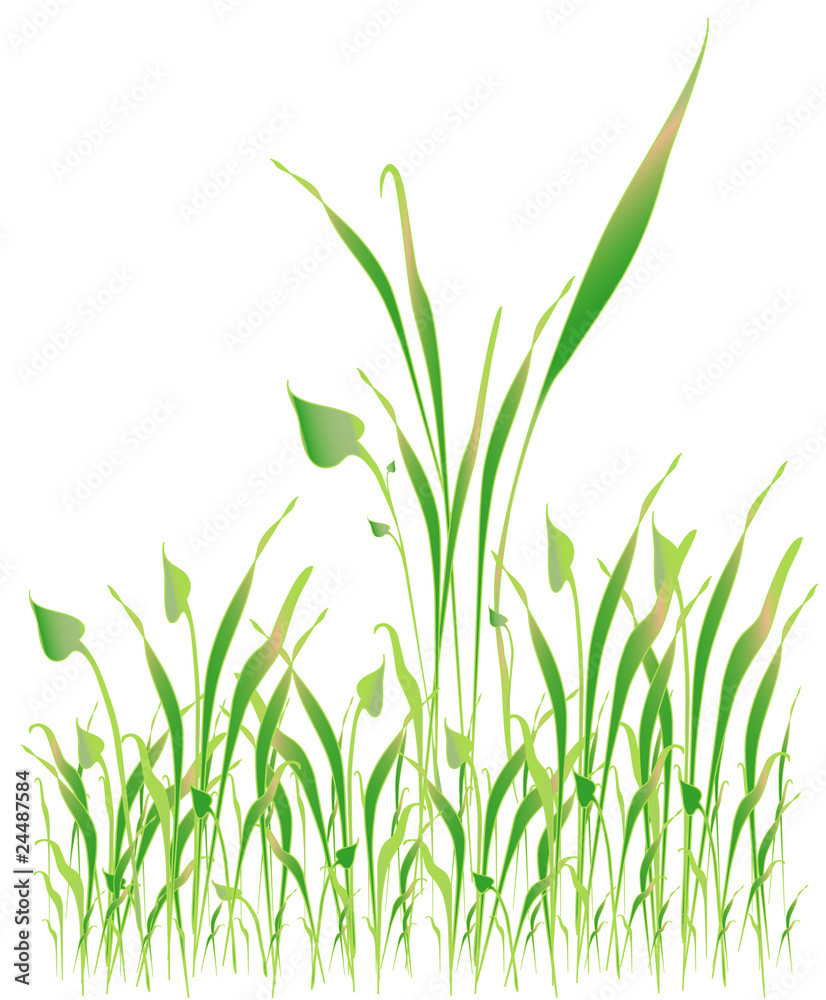 Fototapeta premium Green grass, object white isolated
