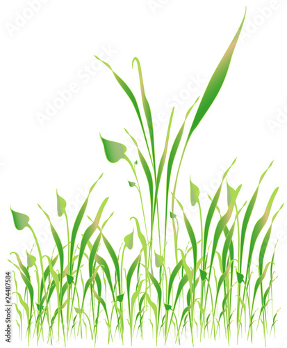 Green grass, object white isolated