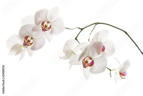 Fototapeta Naklejka Na Ścianę i Meble -  white orchid isolated