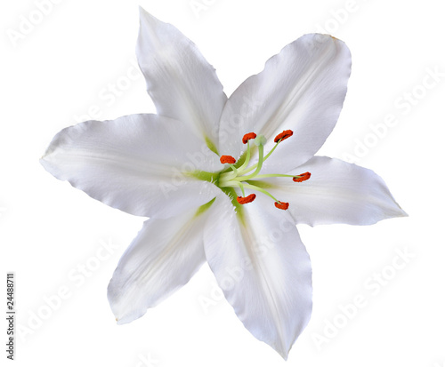 beautiful lily isolated on white background