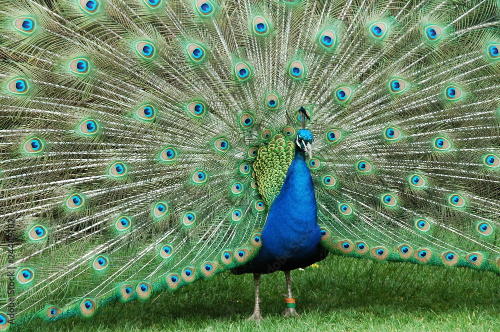 Obraz premium Peacock