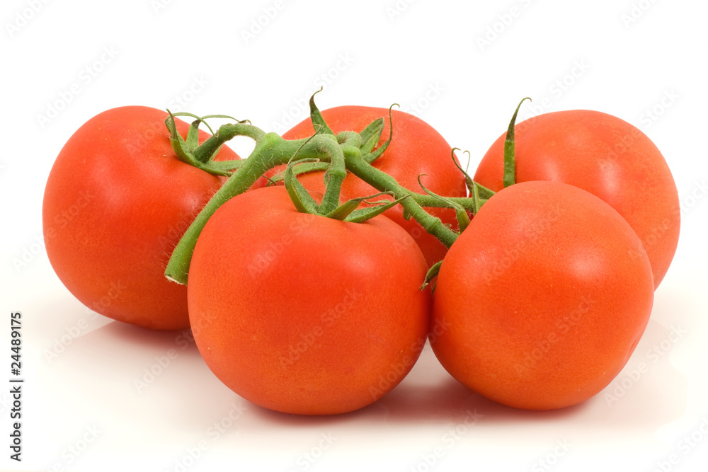 bunch of fresh tomatoes on white background bunch of fresh tomatoes on white background