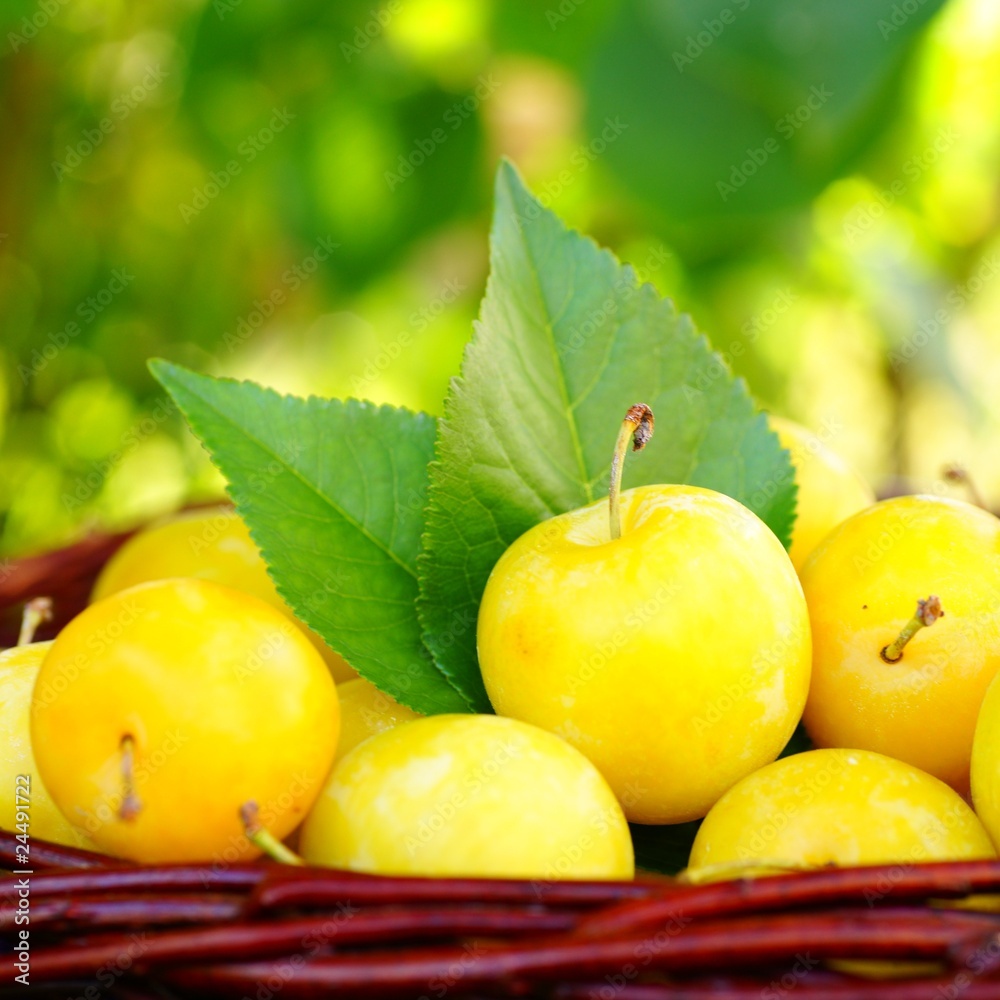 Reineclauden StockFoto Adobe Stock