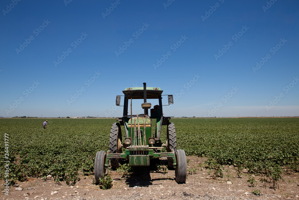 Fototapeta Tractor frente a campo de algodón