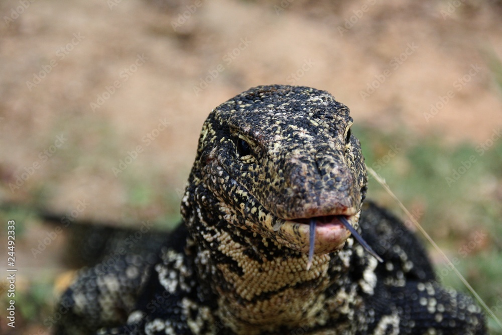 KOMODO DRAGON KOMODO DRAGON
