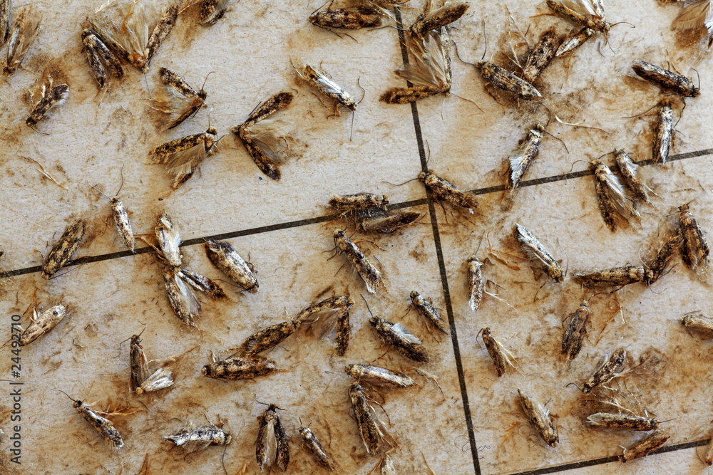 Obraz premium Clothing Moths,Tineola bisselliella, on a pheromone trap 03