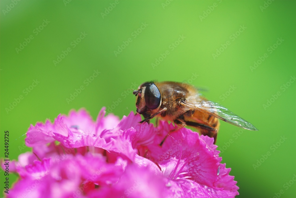 Eristalis tenax on sweet williams (dianthus barbatus) Eristalis tenax on sweet williams (dianthus barbatus)