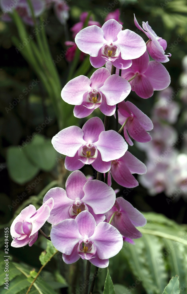 Orchid at Loro Parque, Spain, Tenerife