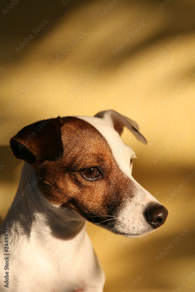 jack russel sur fond ensoleillé