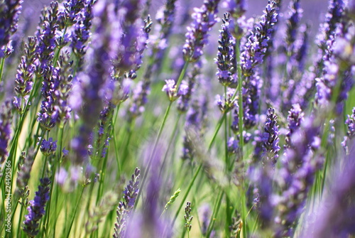 Lavendula photo