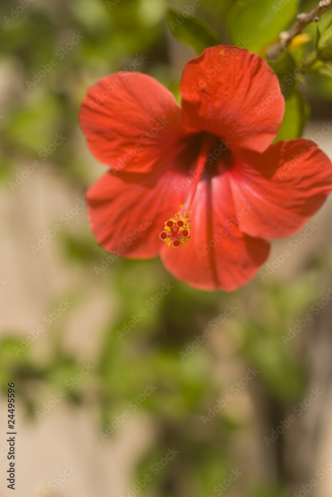 red flower red flower