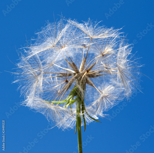 Haferwurzel (Tragopogon porrifolius) photo