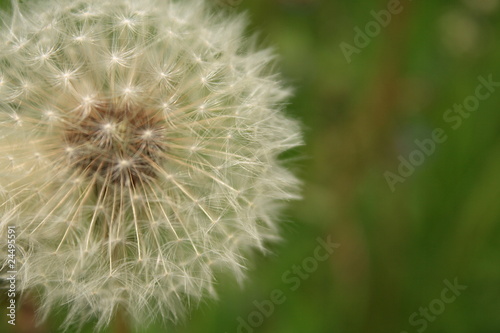 Past-blossoming dandelion