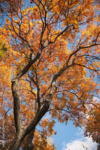 Golden tree in autumn, generic fall scene
