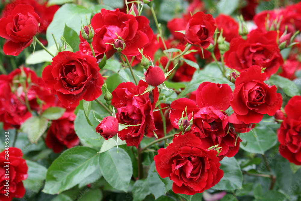roses2