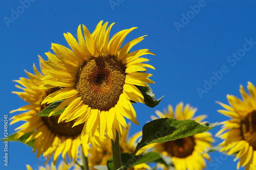 Fototapeta Naklejka Na Ścianę i Meble -  Sun Flower blue Sky