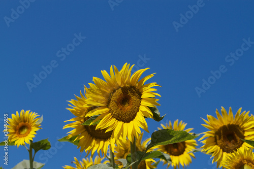 Sun Flowers blue Sky
