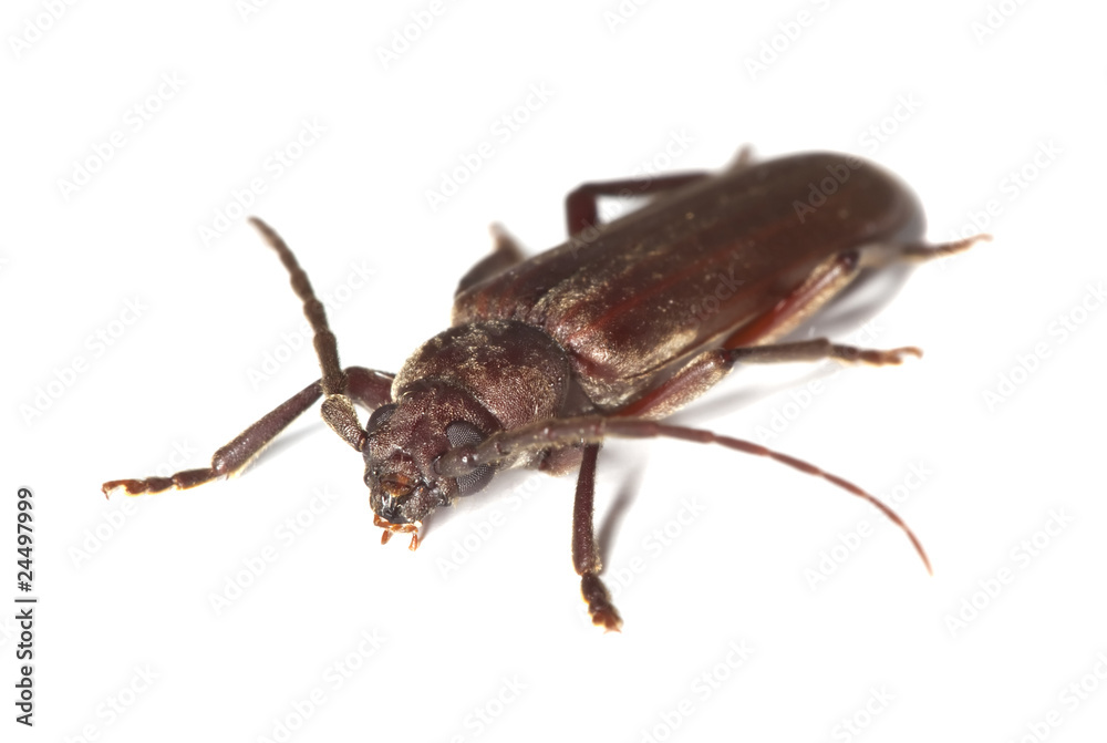 Dusky longhorn (Aphopalus rusticus) Dusky longhorn (Aphopalus rusticus)