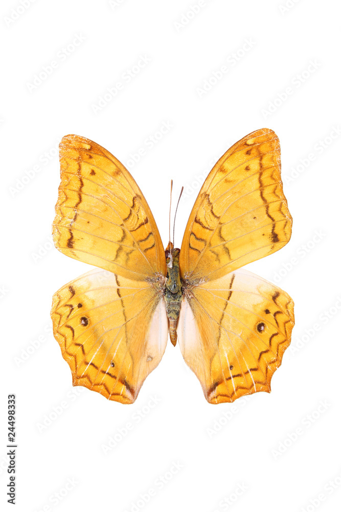 Fototapeta premium isolated sail butterfly