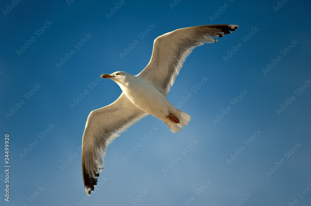 Frei wie ein Vogel Frei wie ein Vogel