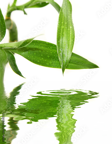green nature - Bambusblätter