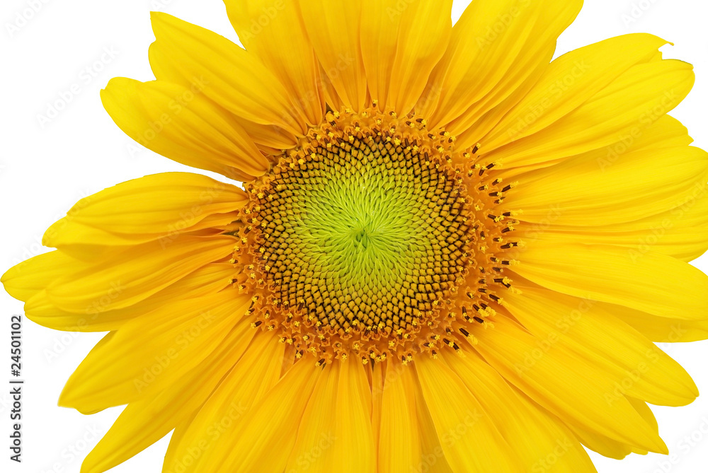 Fototapeta premium Fleur de tournesol