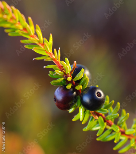 Branch of Black crowberry Empetrum nigrum with berries photo