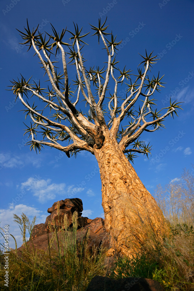 Quiver tree against a blue sky, Namibia, southern Africa Quiver tree against a blue sky, Namibia, southern Africa