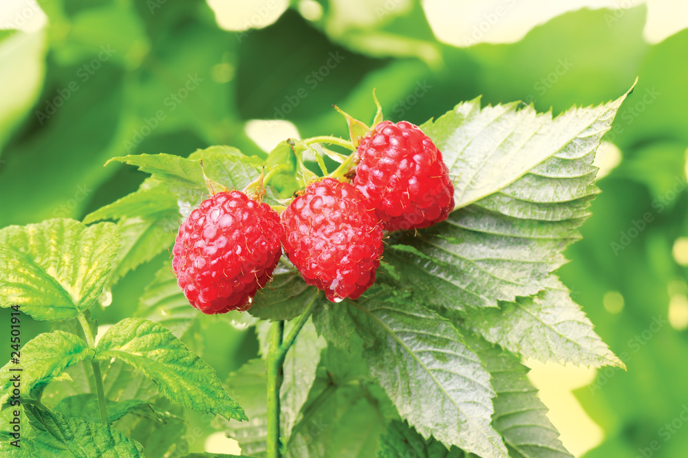raspberry raspberry