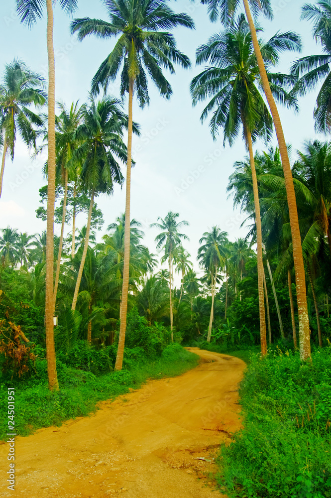 Obraz premium Tropical forest