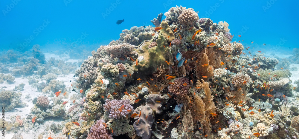 Coral scene with gorgonian coral