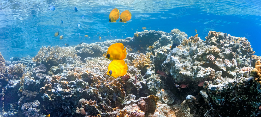 Coral scene - panorama