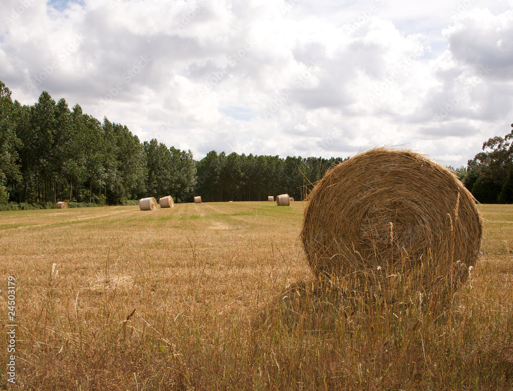 Making Hay