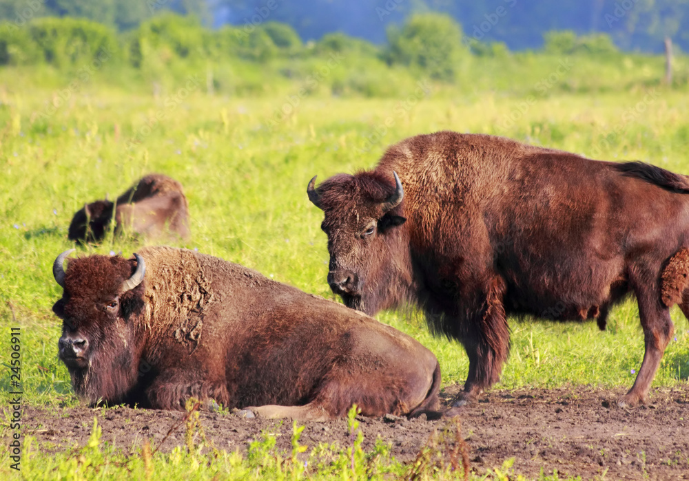 American bisons