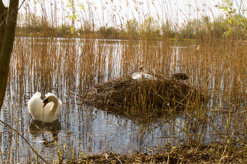 Fototapeta Naklejka Na Ścianę i Meble -  parent swans on nest